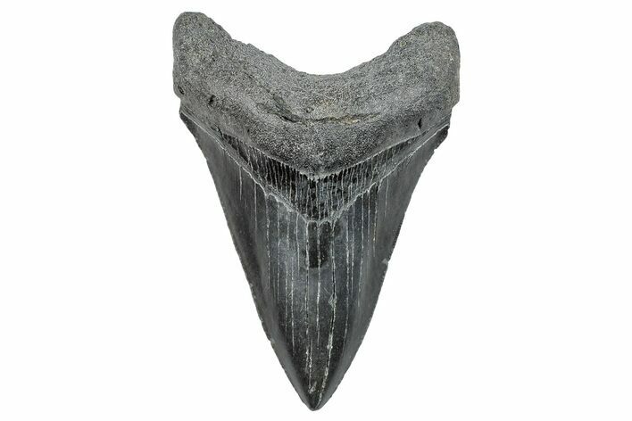 Serrated, Fossil Megalodon Tooth - South Carolina #286516